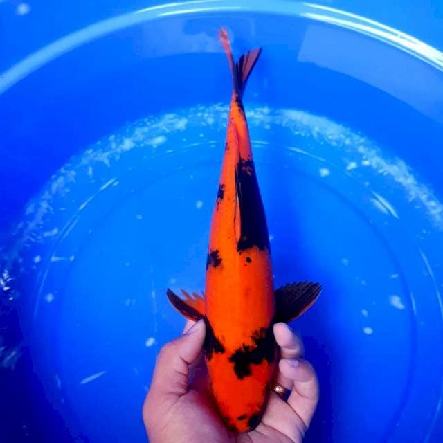 Hiutsuri 33cm