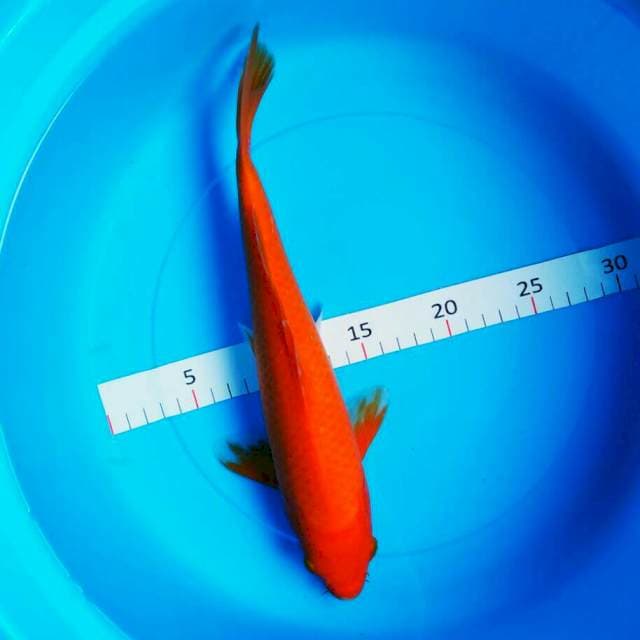 Benigoi 30cm