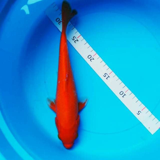 Benigoi 28cm