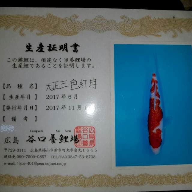 Sanke Ginrin Serti Taniguchi
