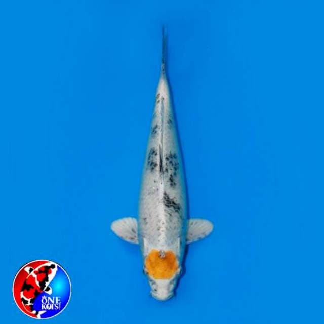 TANCHO HIKARI UTSURIMONO 35 CM