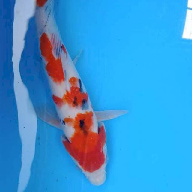 Sanke 26 cm