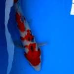 Sanke 26 cm