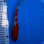 Kohaku 23cm