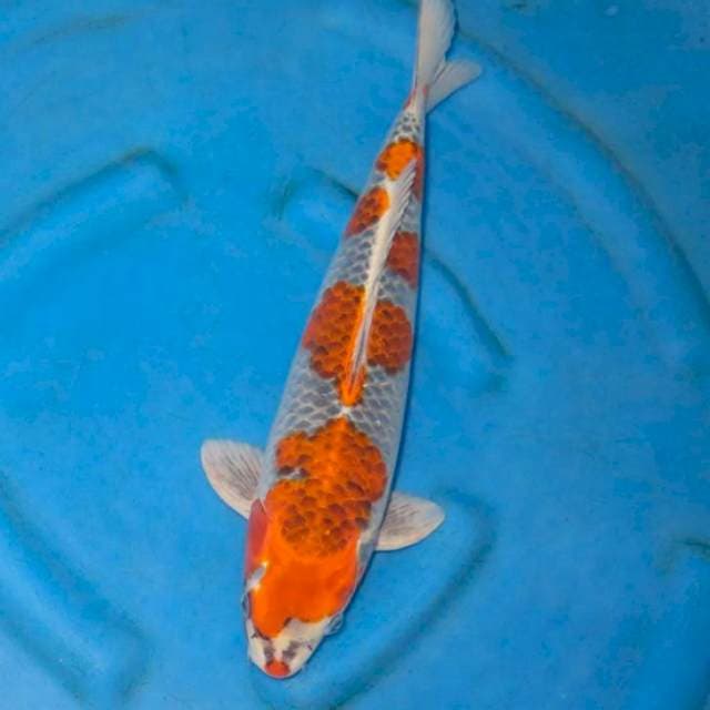 40cm Male , Super Koleksi & Original Pola