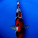 Showa 43 cm ori