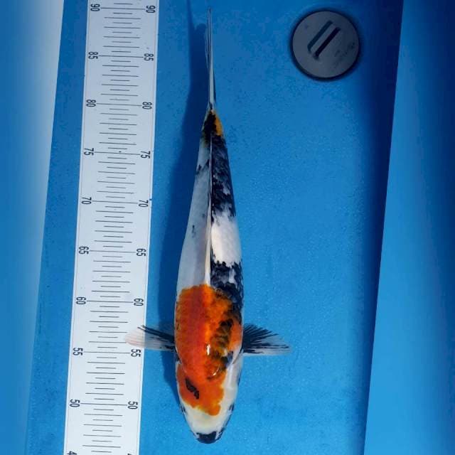 Showa 41 male