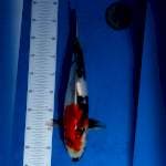 Showa 41 male