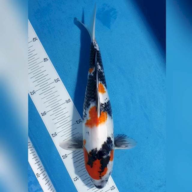 Showa Male 37