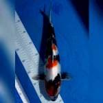 Showa Male 37