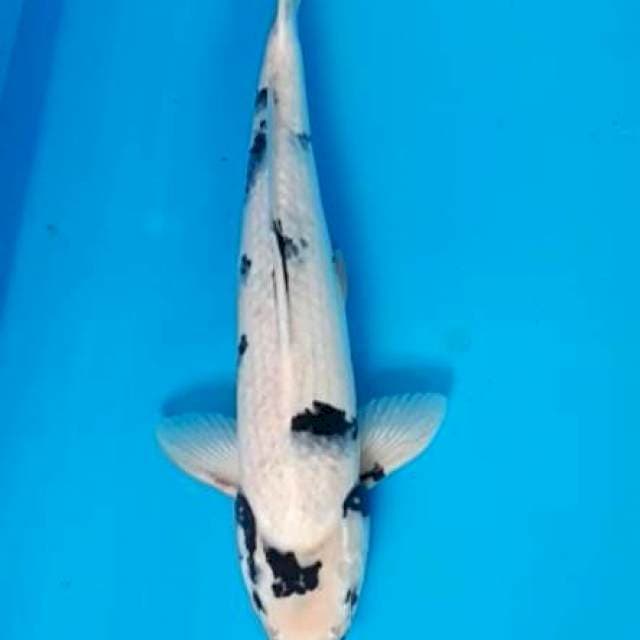 Shiro 40 cm female