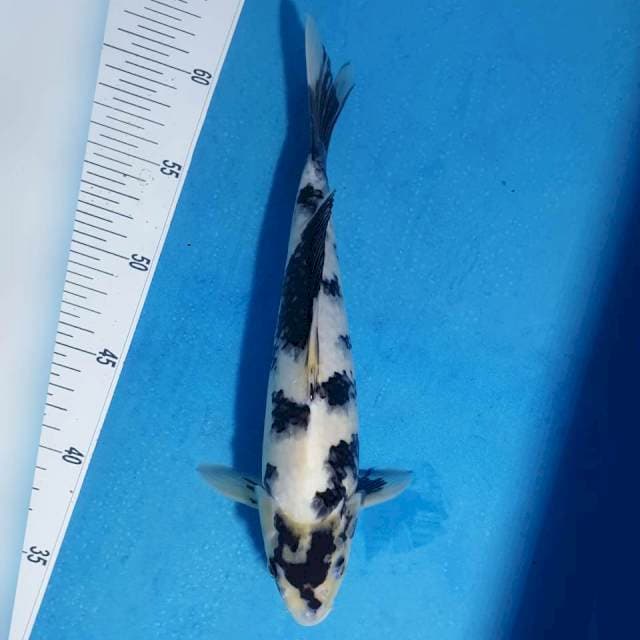 Shiro 29 cm