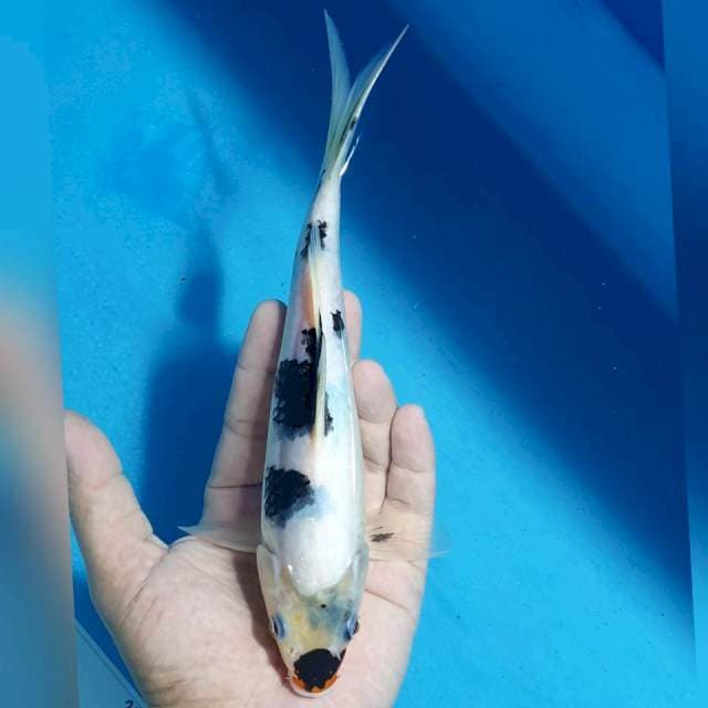 Shiro 24cm