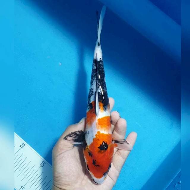 Showa 27cm