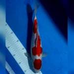 Kohaku Original 35cm