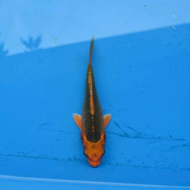 Kin Matsuba F1