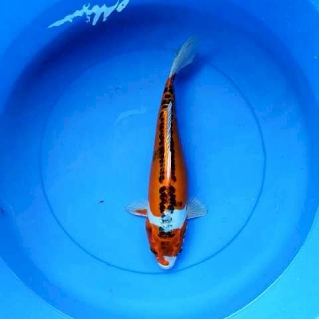 Kiko 35 cm 