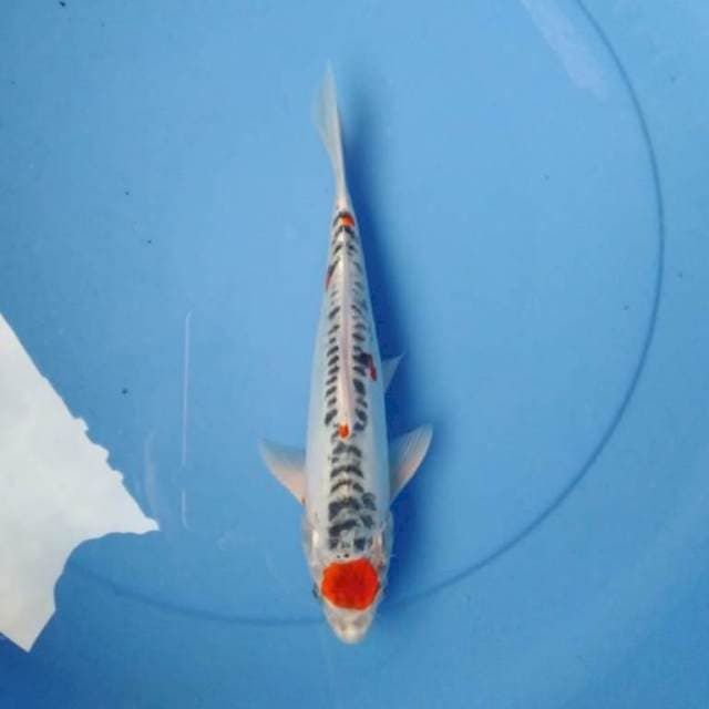 Tancho kujaku doitsu 25 cm