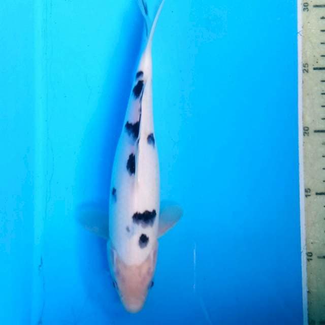 Bekko jos 25cm