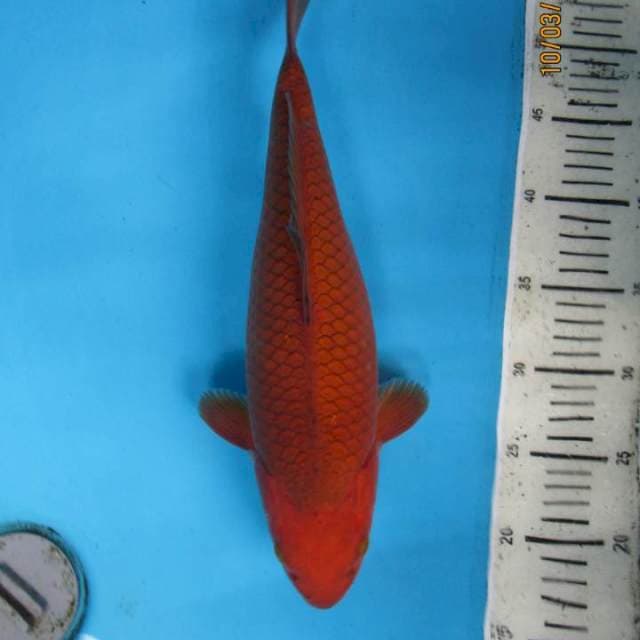 Tembaga30cm