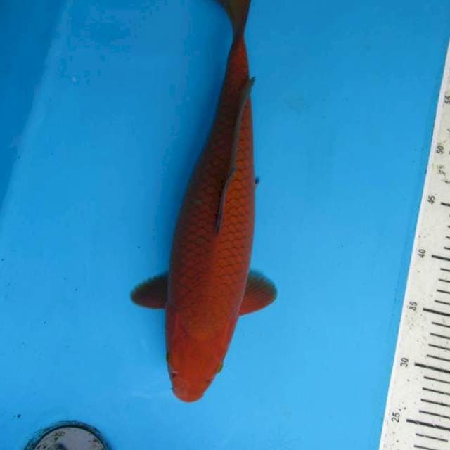 Tembaga35cm