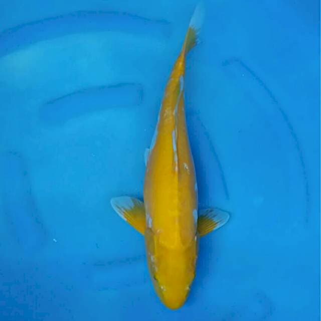 Okawa Jumbo Female Karashi Doitsu
