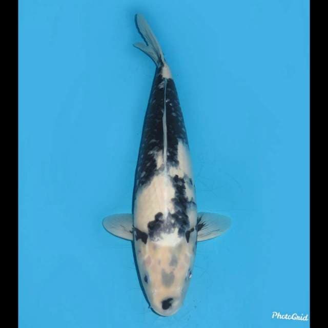 40cm , Jumbo Tosai  Shiro Utsuri 