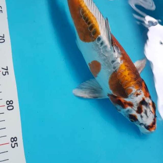 Antikan 31cm