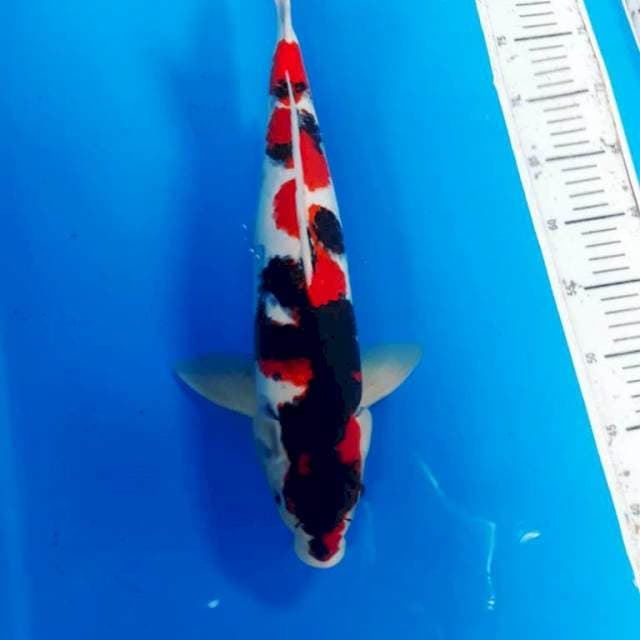 Showa 43 cm male