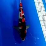 Showa 43 cm male