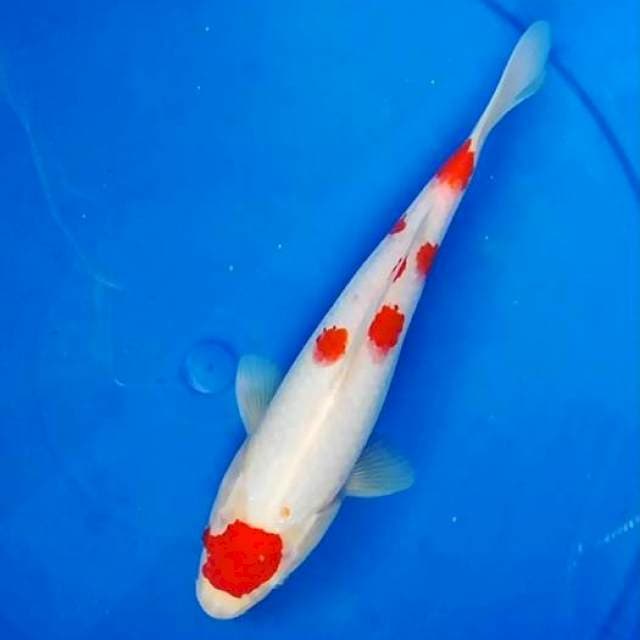 Kohaku