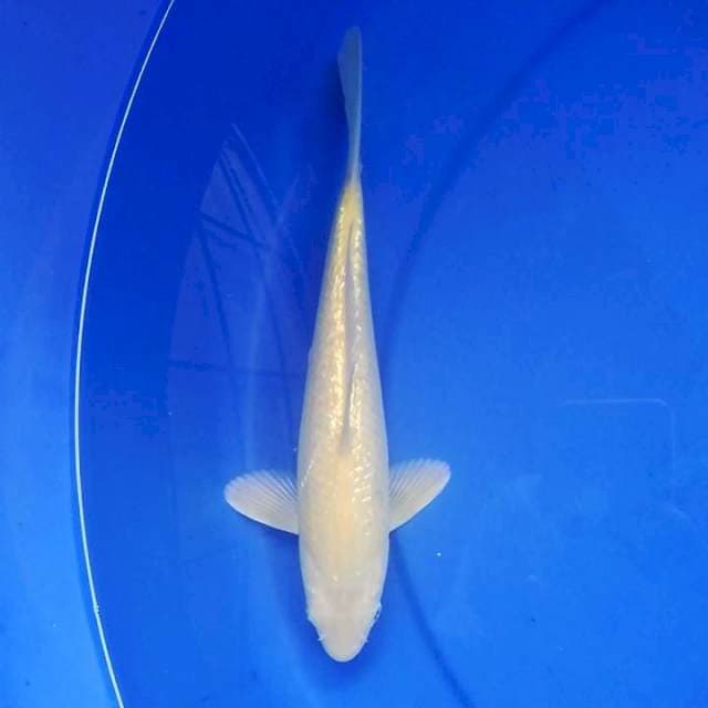 Karashi