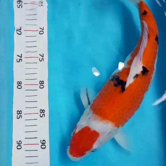 Sanke 35 cm