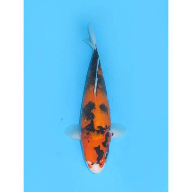 Hi Showa Jumbo - 32cm 