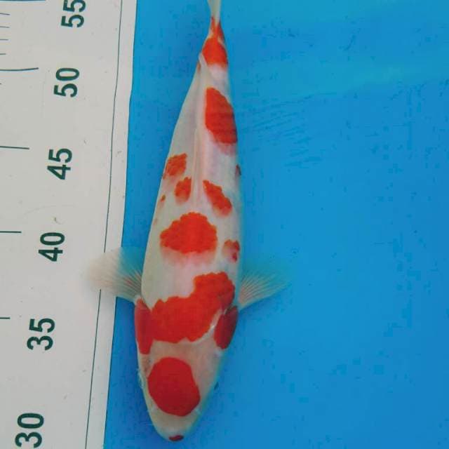 MARUTEN KOHAKU