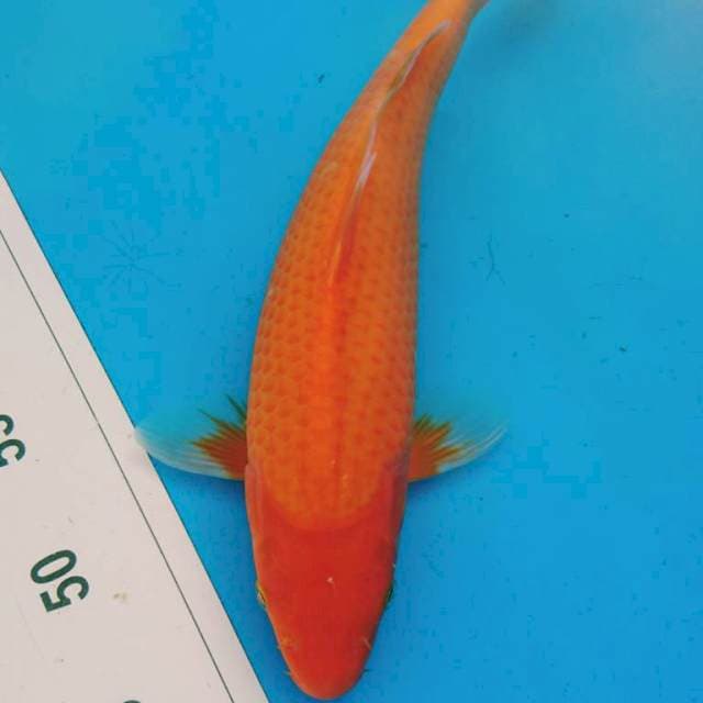 Ak HAJIRO