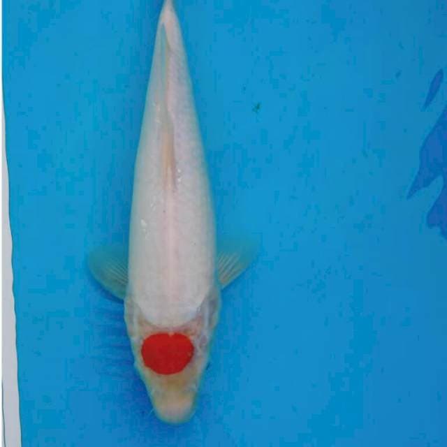 TANCHO KOHAKU 32CM