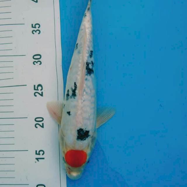 TANCHO SANKE 32CM