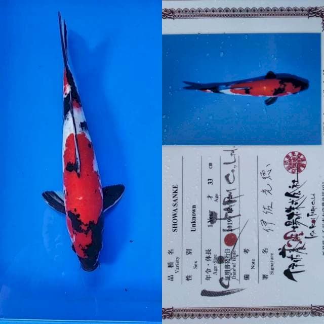 Showa Isa import