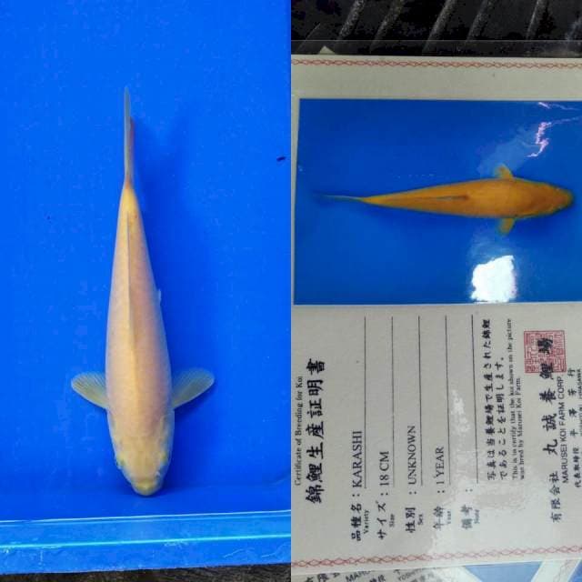 Karashi import marusei