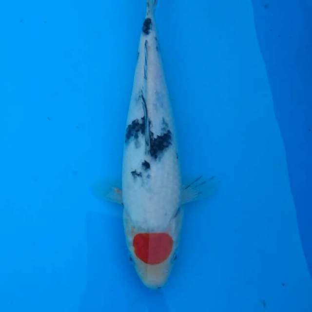 TANCHO SANKE 26CM