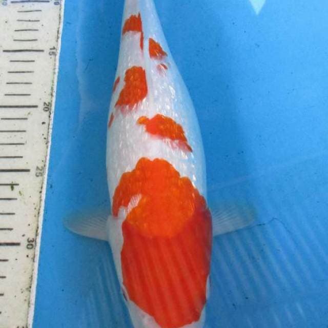 Kohaku Ginrin 34cm