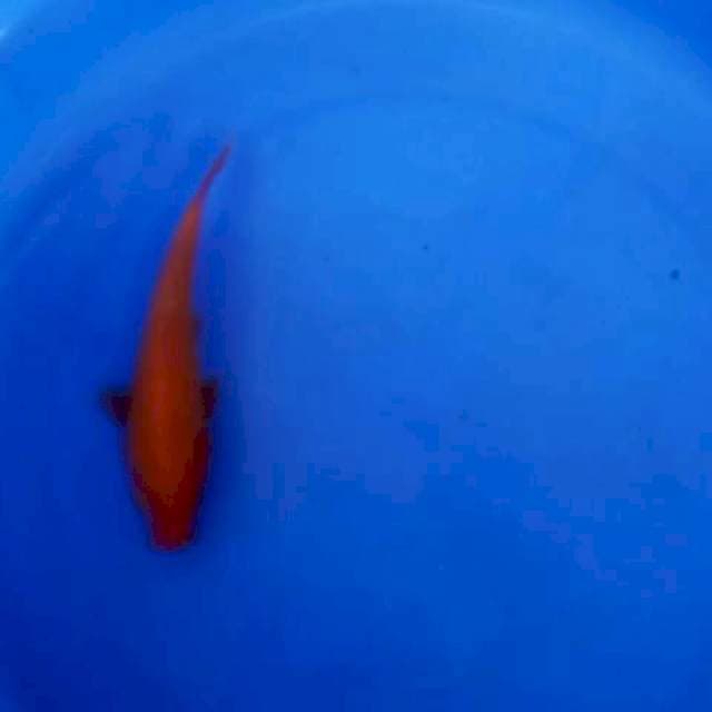 Benigoi 15cm 