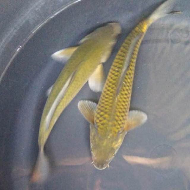 MIDORIGOI