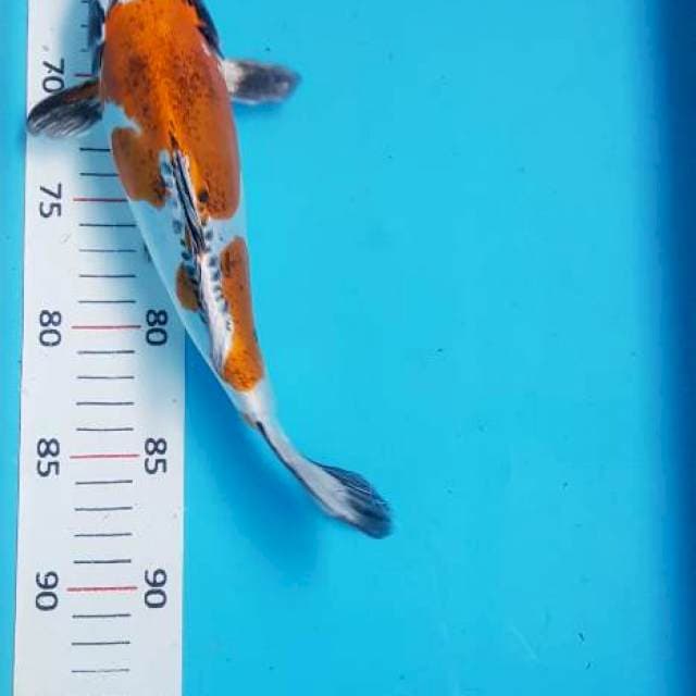 Antikan 25cm