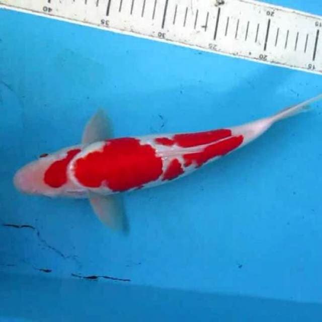 Kohaku 28cm