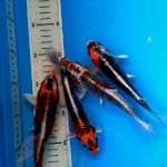 Mix 4ekor calon jhos 20++