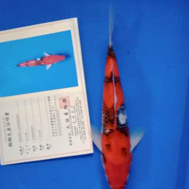 Showa import marusei farm