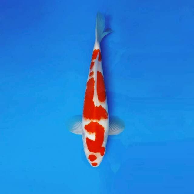 SABURO 4 ~ KOHAKU ™