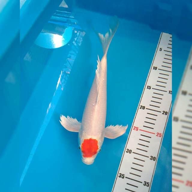 33 cm T. Hikari